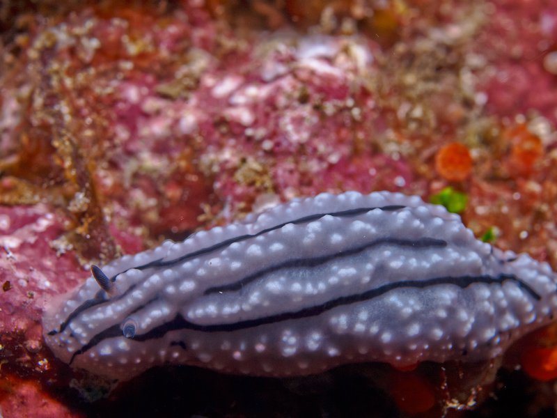 Wart slug, Batee Tokong